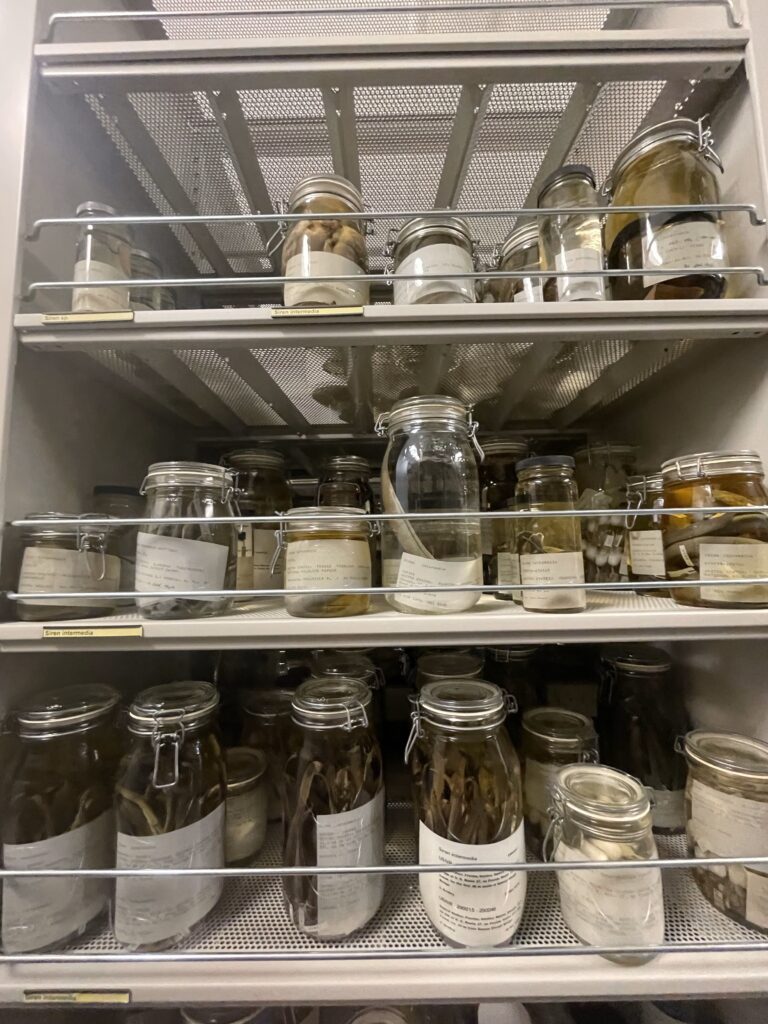 Tiered racks of jars holding reptile and amphibian specimens
