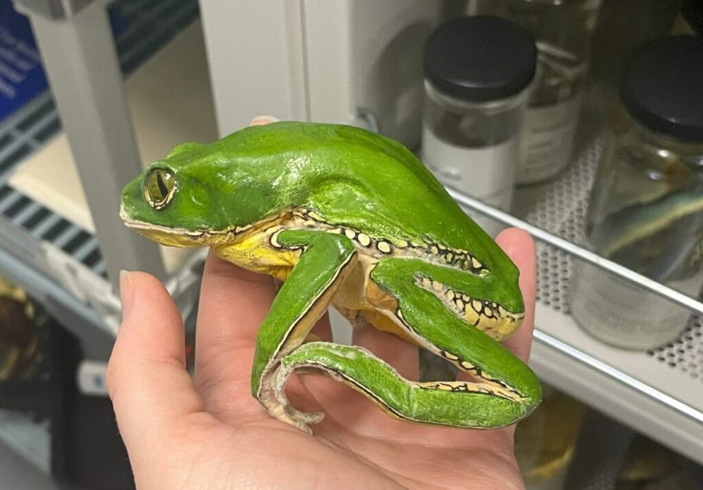A replica of a green tree frog