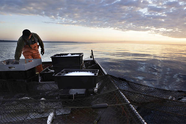 A commercial fisher on their boat on one of the Great Lakes during sunrise