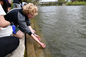 A student leans out over the Huron River to release a small salmon raised in their classroom.