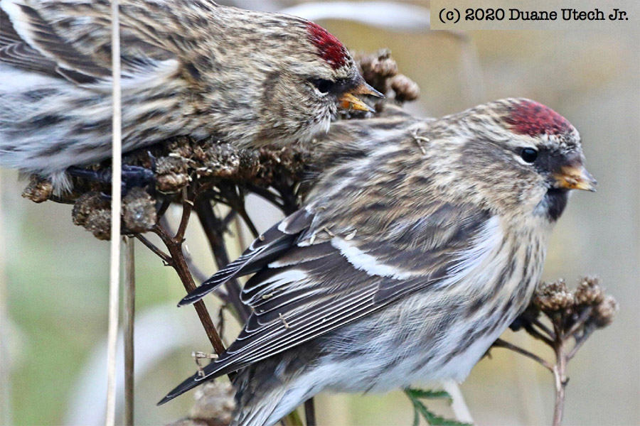 Eastern Upper Peninsula birding update: What to see and where