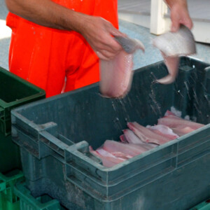 Commercial fisher processing fish and putting them into containers for the next step