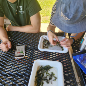 Two people are shown using a phone app to try and identify plants that are in white trays on an outdoor mesh table.