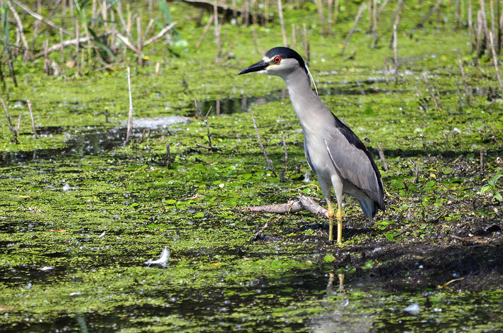 A wetland bird standing in a marsh looking for food