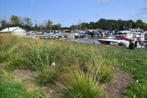A marina on Lake Erie that has green infrastructure (rain garden) in the foreground