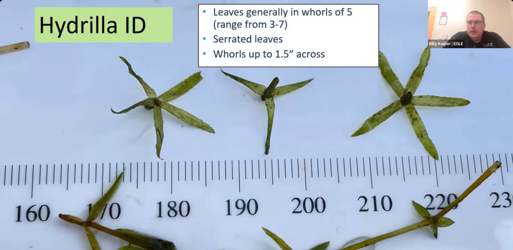 Hydrilla ID