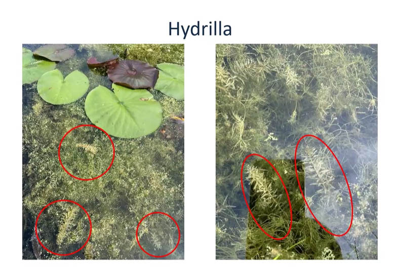 Hydrilla in the pond