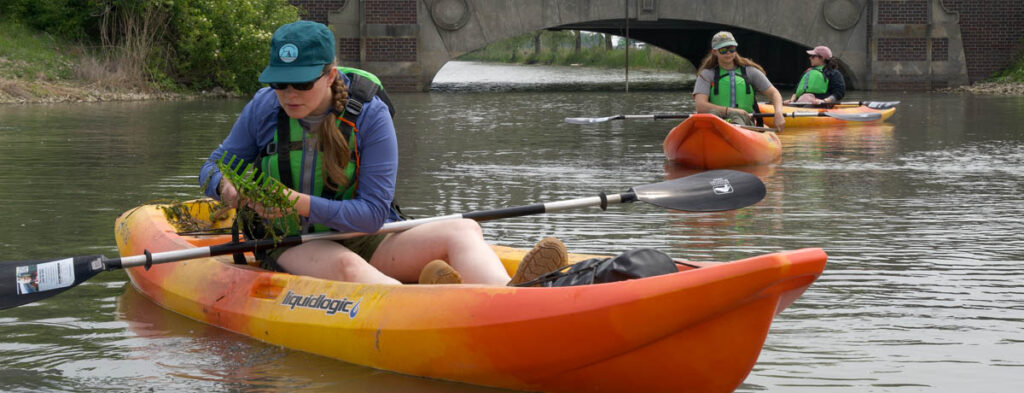 A paddler looks at a plant on a channel of the Detroit River, with two other paddlers and a bridge in the background