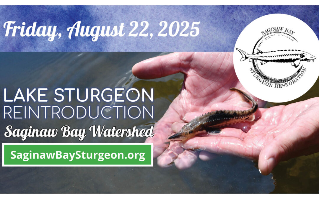 Lake sturgeon to be restored into Saginaw River system at Aug. 22 public events