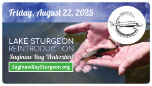 A small lake sturgeon in hands ready to be released into a river