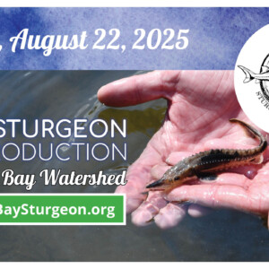 A small lake sturgeon in hands ready to be released into a river