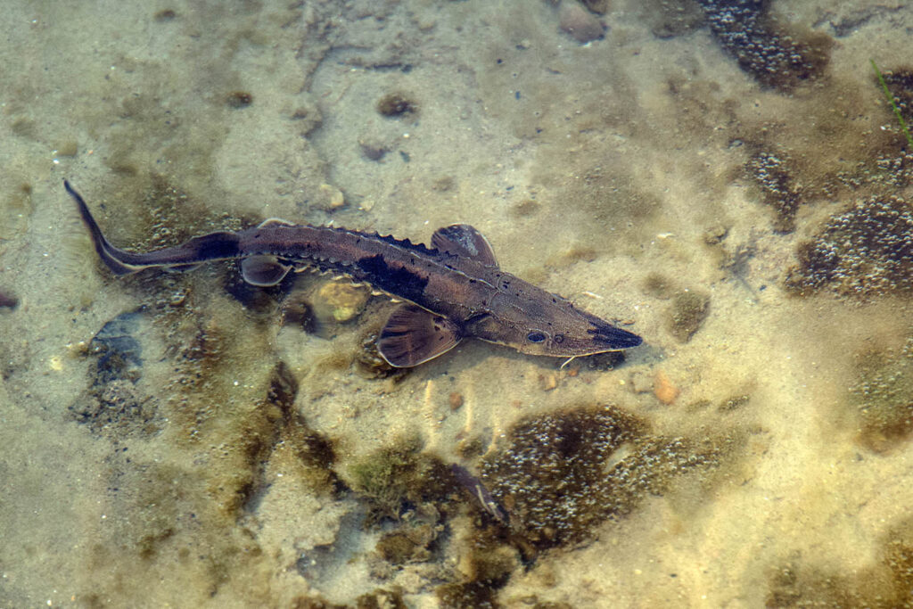 A young sturgeon swimming under water in a river after being released