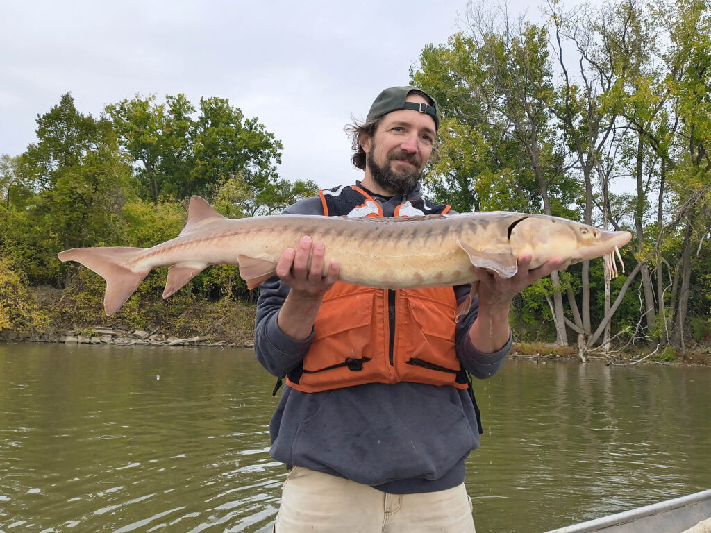 A scientist holds a medium size Lake Sturgeon while standing on a boat in the river.