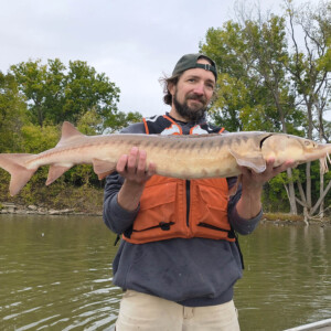 A scientist holds a medium size Lake Sturgeon while standing on a boat in the river.