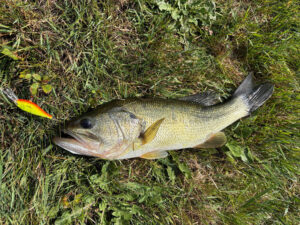 A bass that was caught by a camper is placed on the grass