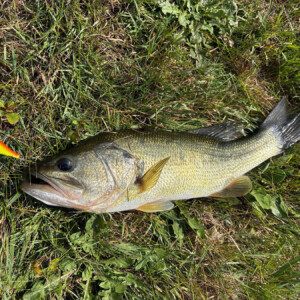 A bass that was caught by a camper is placed on the grass
