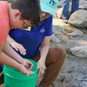 Two people help release a young lake sturgeon into a river