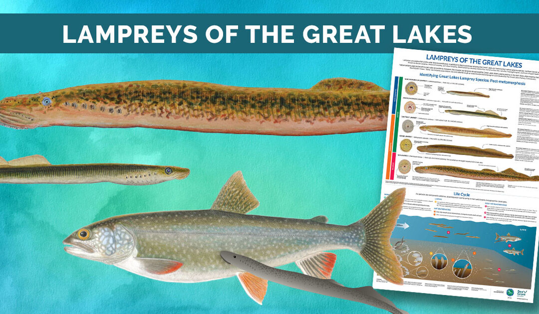 New “Lampreys of the Great Lakes” poster available