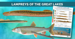 A promotional graphic showing different types of lamprey in the Great Lakes and a fish with a lamprey attached to its side