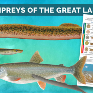A promotional graphic showing different types of lamprey in the Great Lakes and a fish with a lamprey attached to its side