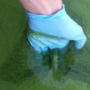 A hand with a light blue rubber glove reaches into a lake with a potential HAB.