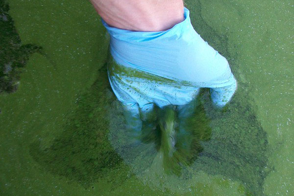 CGLL offers educators a crash course in harmful algal blooms