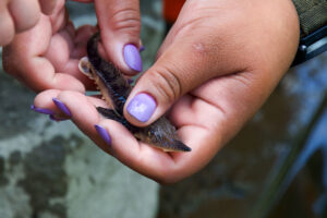 A juvenile Lake Sturgeon being held in a persons hands, being released into a river