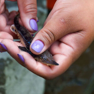 A juvenile Lake Sturgeon being held in a persons hands, being released into a river