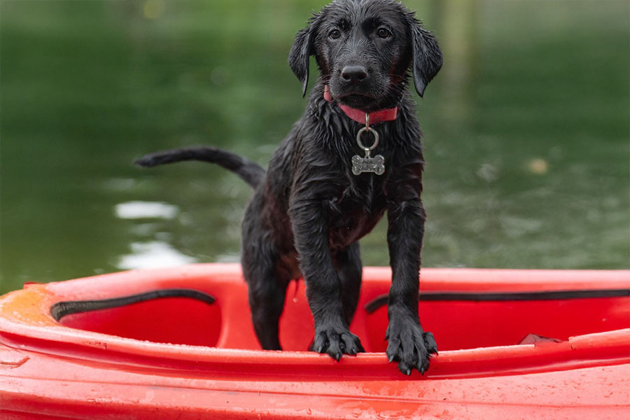 Oil-detecting dogs and battery-powered ships: Dive into HazMaTON’s webinar collection