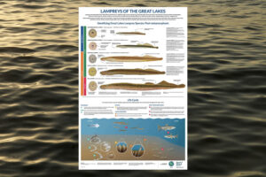 A poster of the Lampreys of the Great Lakes poster floating on an image of waves