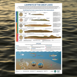 A poster of the Lampreys of the Great Lakes poster floating on an image of waves
