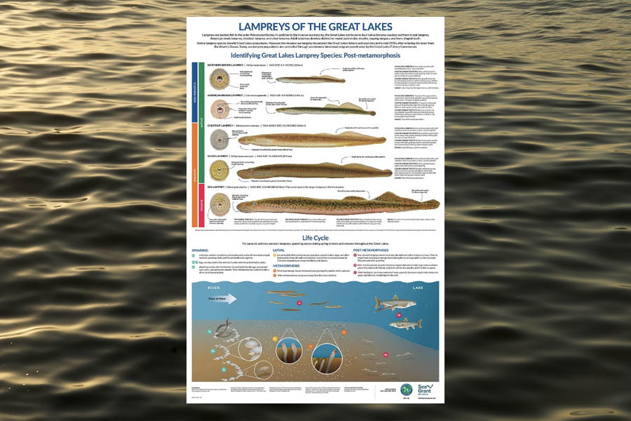 Five lamprey species are found in the Great Lakes – only one is invasive