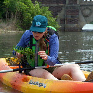 A kayaker inspects weeds pulled up on a rake