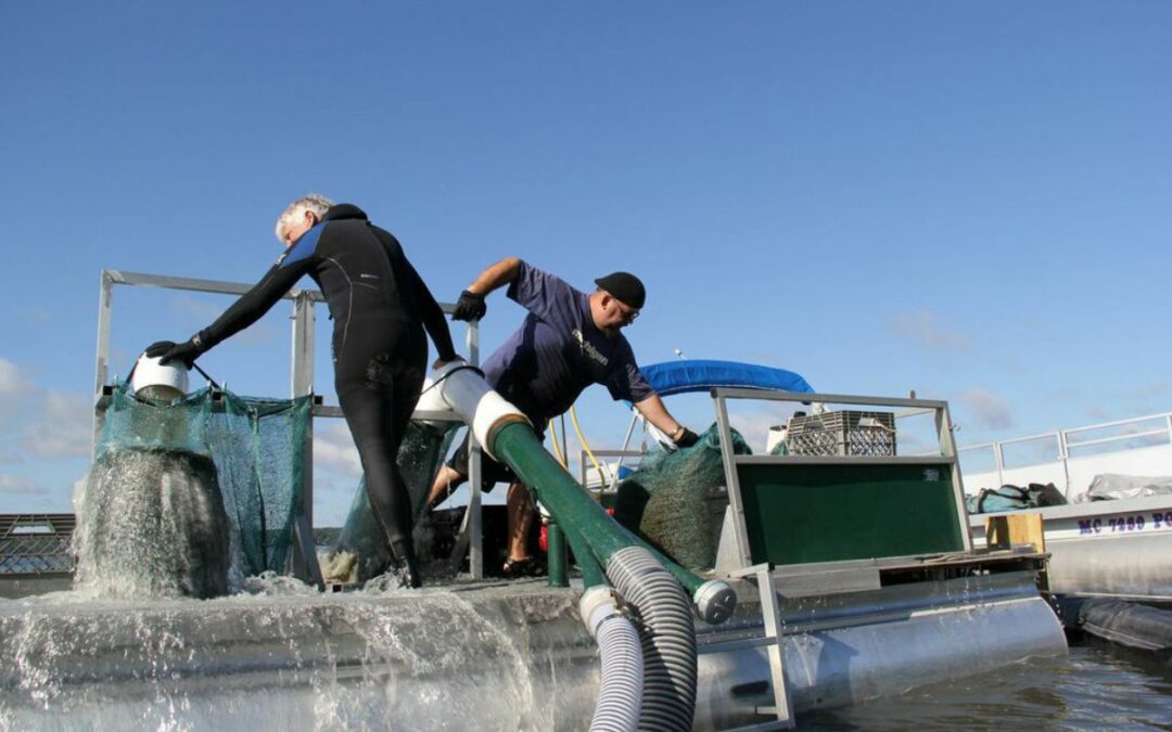 One lake’s success story: Winning the fight to control invasive Eurasian water milfoil