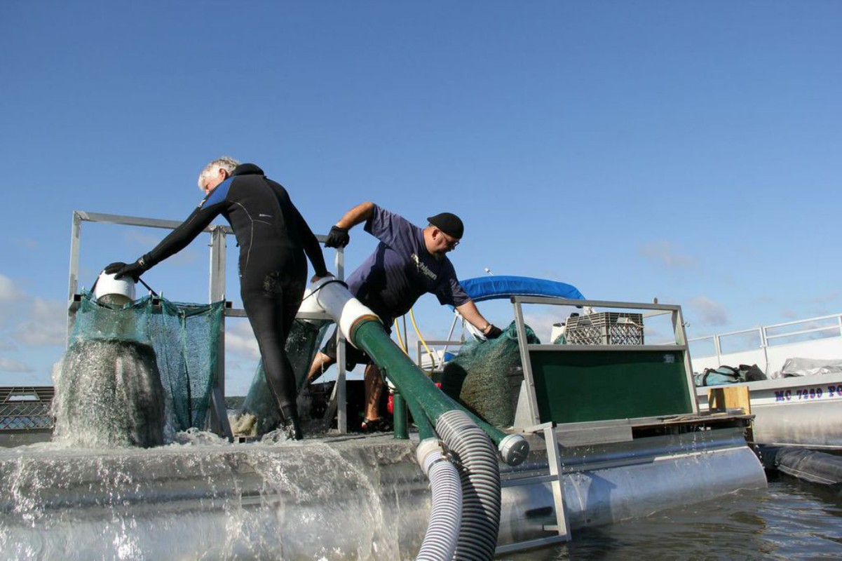 Divers on a boat remove invasvie plants from a lake