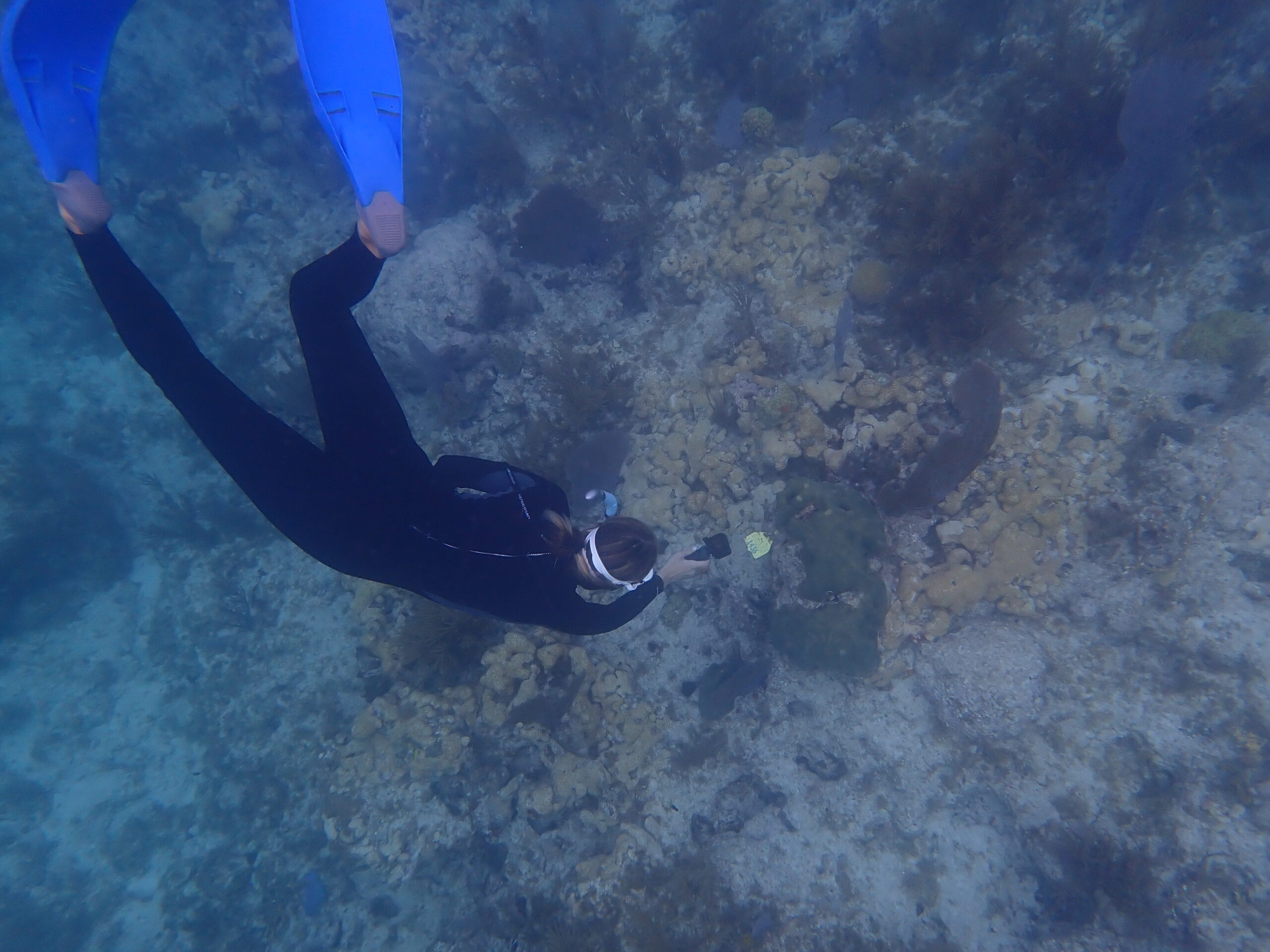 A diver dressed in a black wetsuit and blue flippers draws close to an underwater reef.
