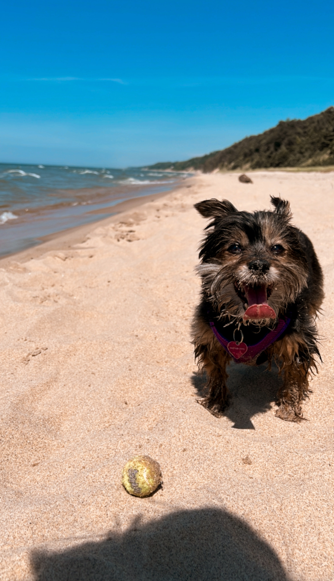 A small brown dog sprints happily across a sandy beach