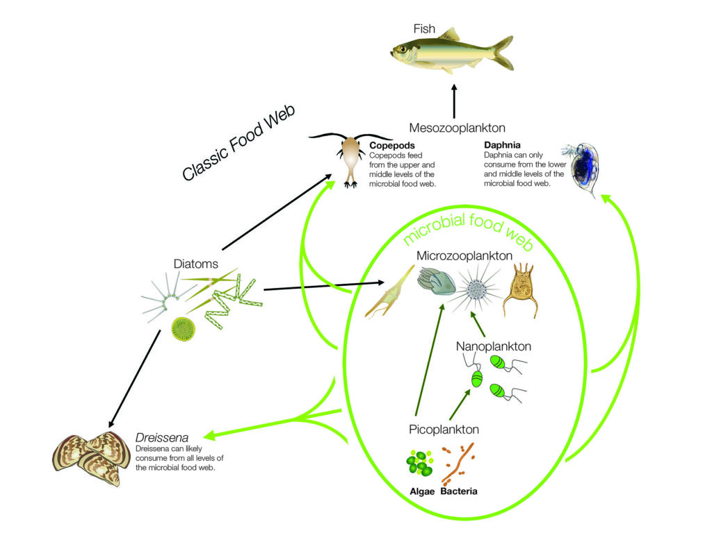 A diagram depicting the micro web food chain