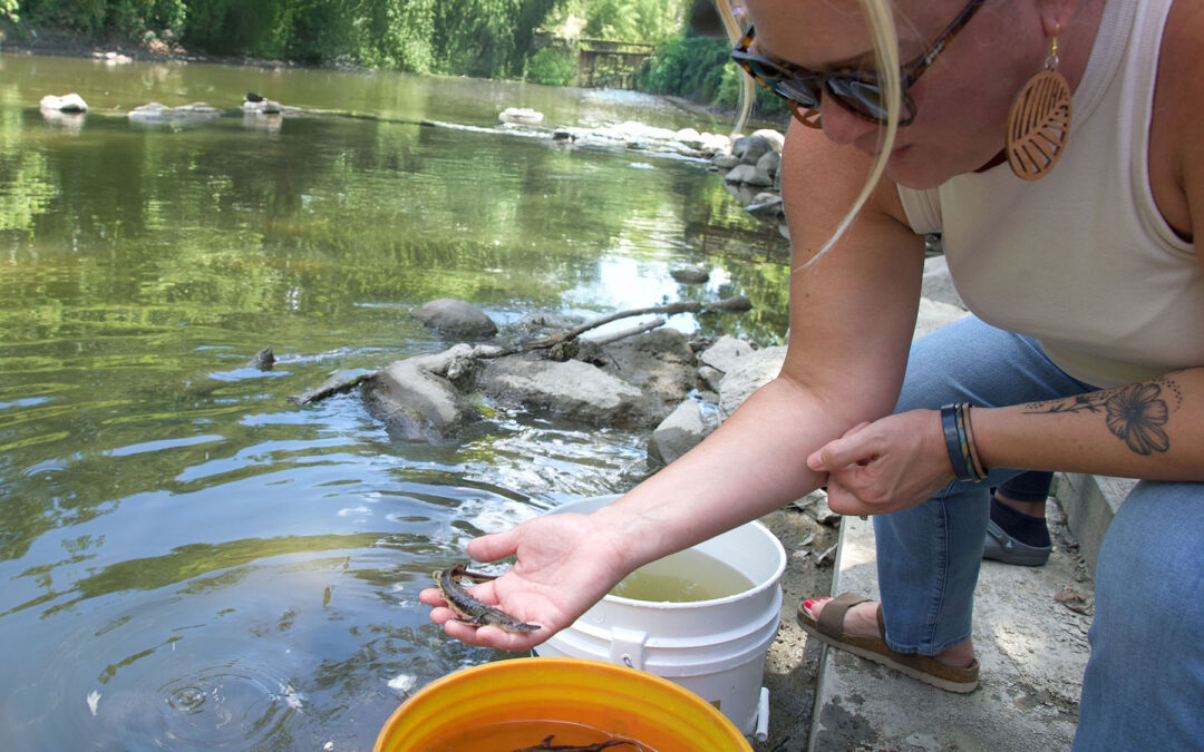 Community momentum buoys Saginaw Bay lake sturgeon restoration 