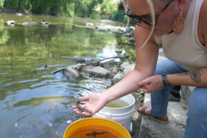 An attendee at a Flint River Lake Sturgeon Release event scoops a juvenile sturgeon from an orange bucket filled with fish and releases it into the river