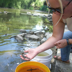 An attendee at a Flint River Lake Sturgeon Release event scoops a juvenile sturgeon from an orange bucket filled with fish and releases it into the river