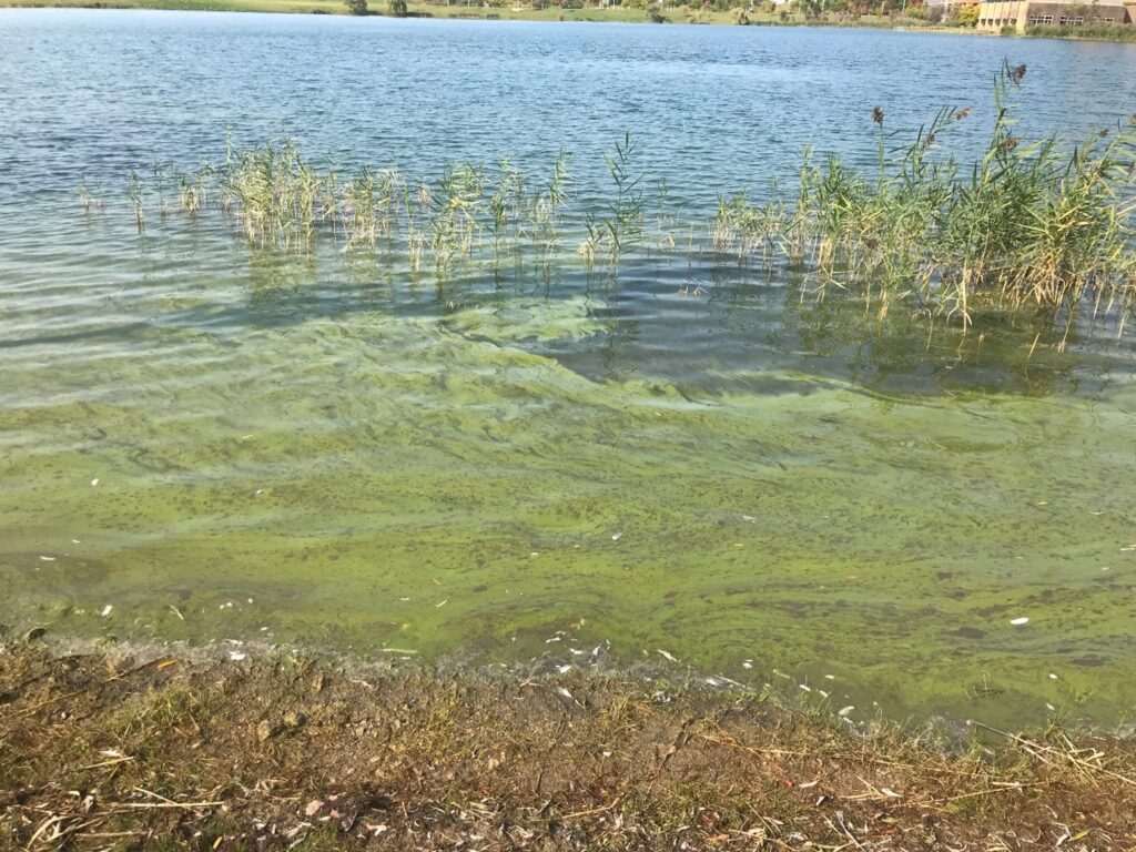 Green algal bloom sits on top of the water near the shoreline of a lake.