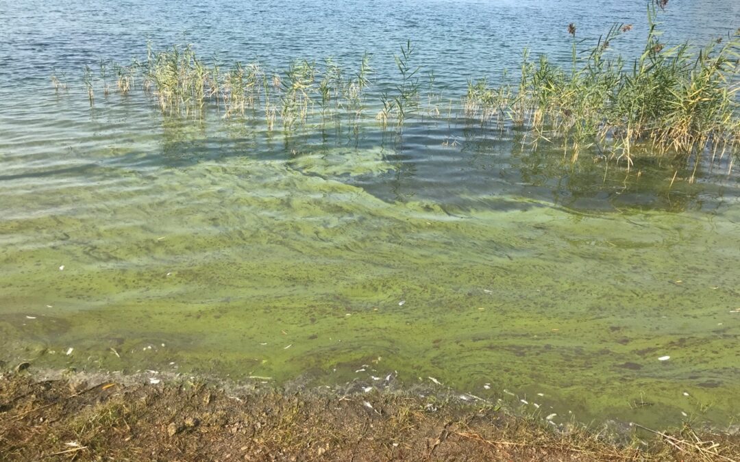 What’s that weird stuff floating in your lake?