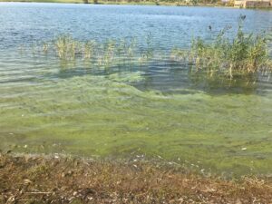 Green algal bloom sits on top of the water near the shoreline of a lake.
