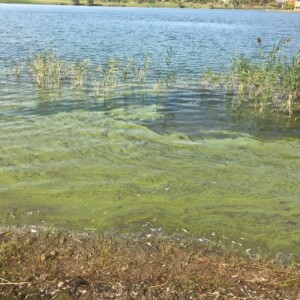 Green algal bloom sits on top of the water near the shoreline of a lake.