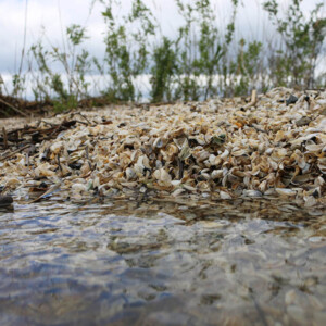 mussels washed up on a beach with plants in the background