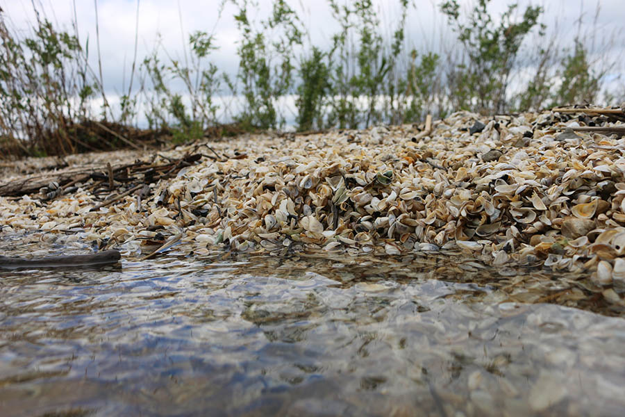 New project gathering information on impacts of invasive mussels on fish populations to help managers 