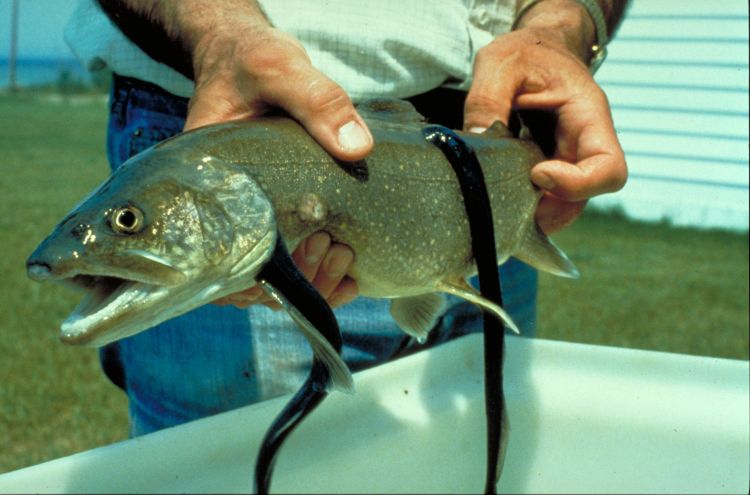 A large fish with multiple parasitic lamprey clinging to its sides