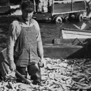 John-Anderson-1942-unloading-herring-near-Beattie-Creek-Menominee-County-West-Shore-Fishing-Museum