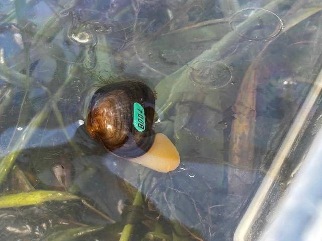A freshwater mussel underwater, on some vegetation